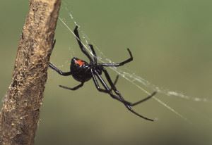 Black Widow Spider